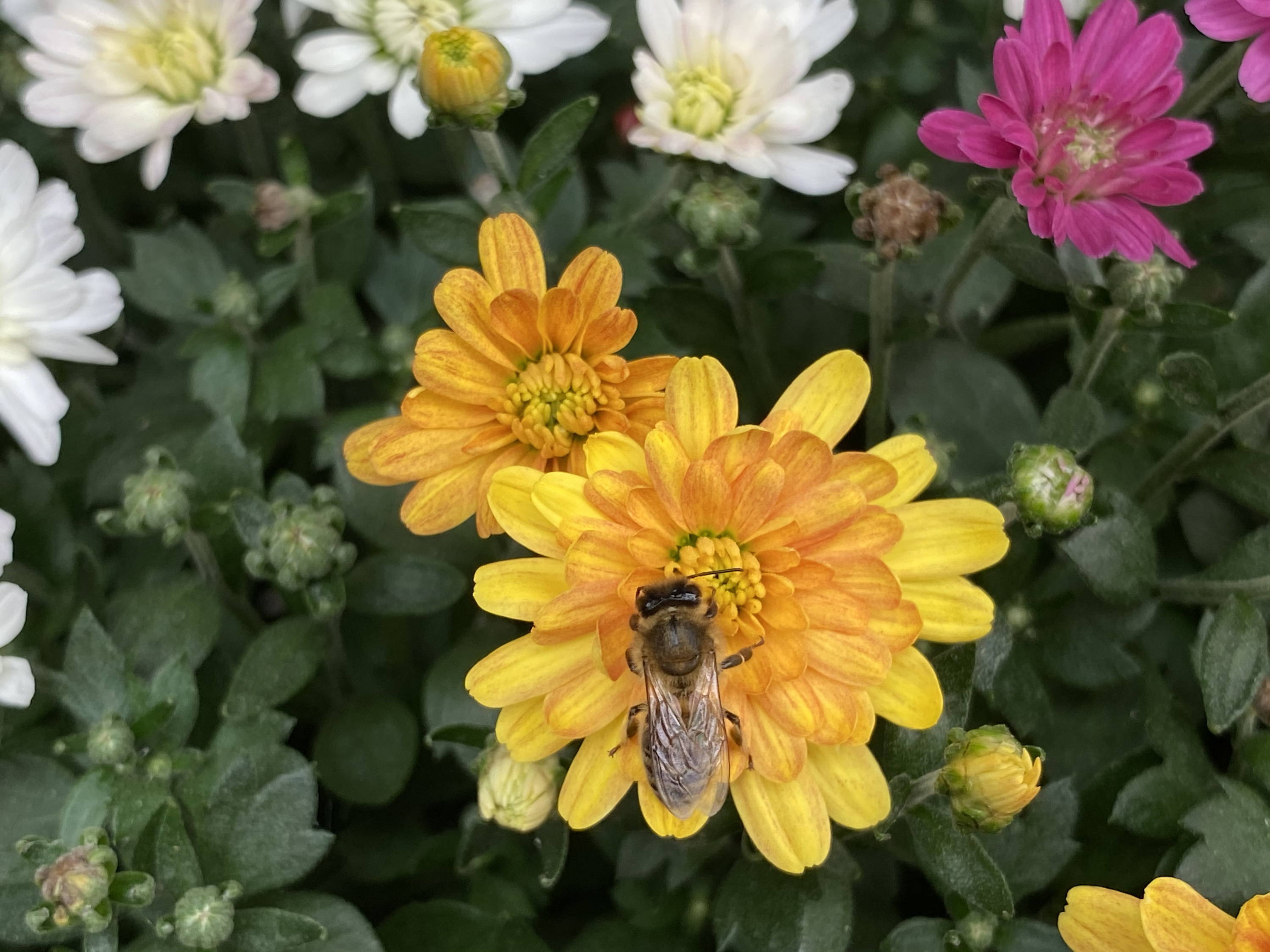Let's Talk Bees!