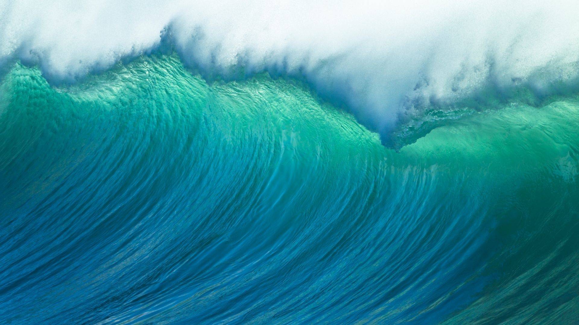 The Surfrider Foundation - NATURE BEE