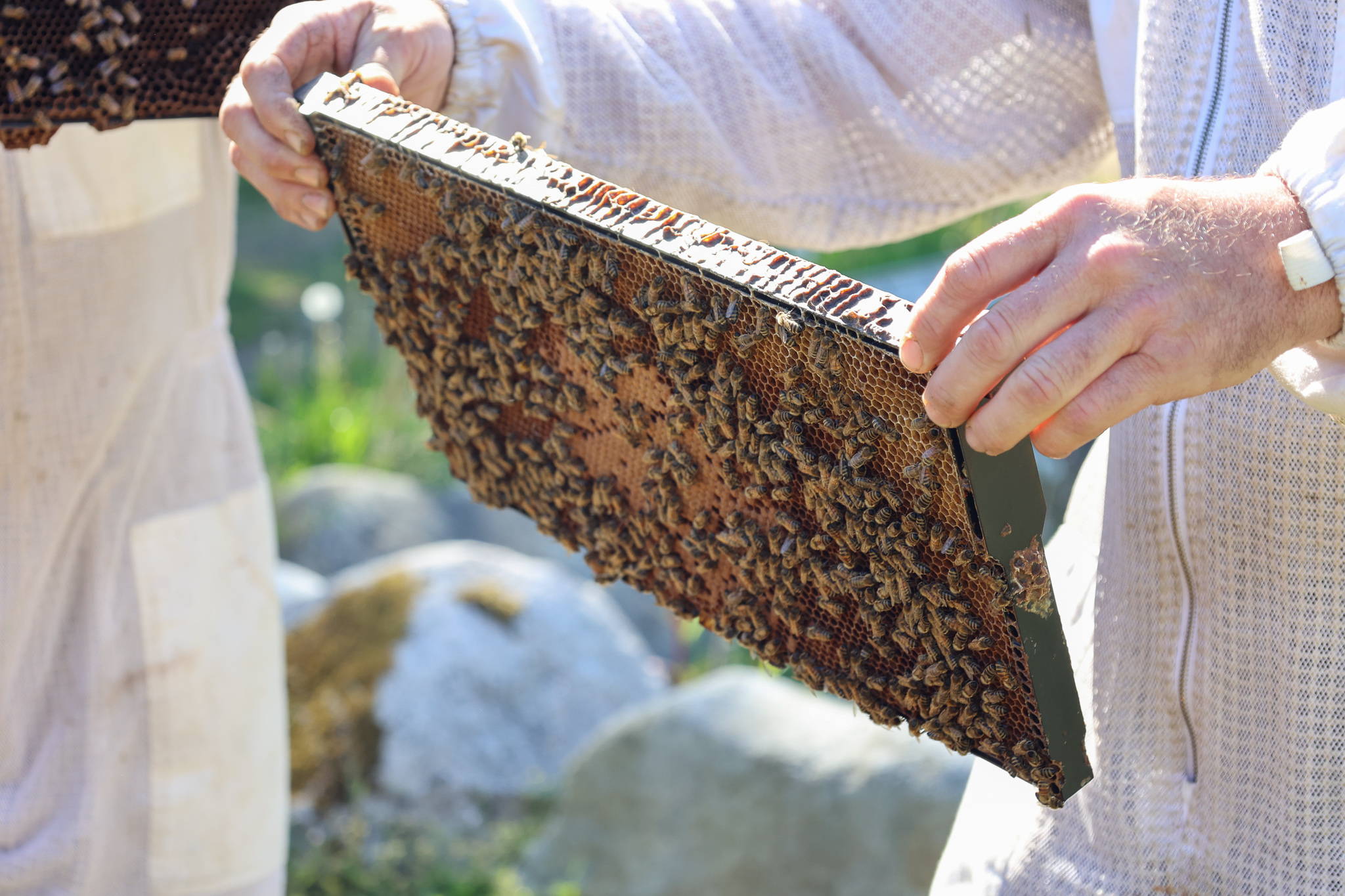 The Country Bee Honey Farm!