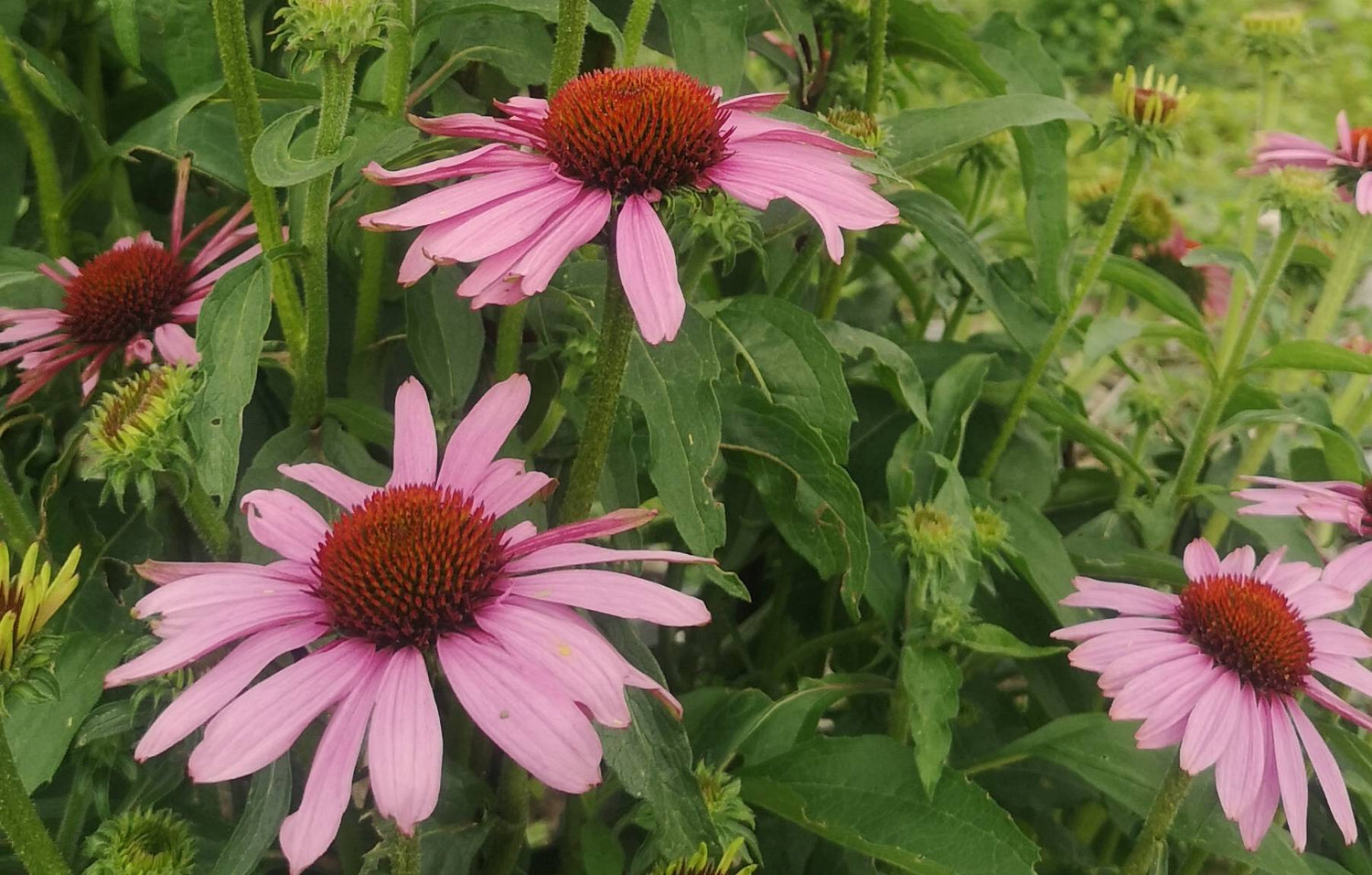 Mamas for Mamas collaboration with Nature Bee - NATURE BEE